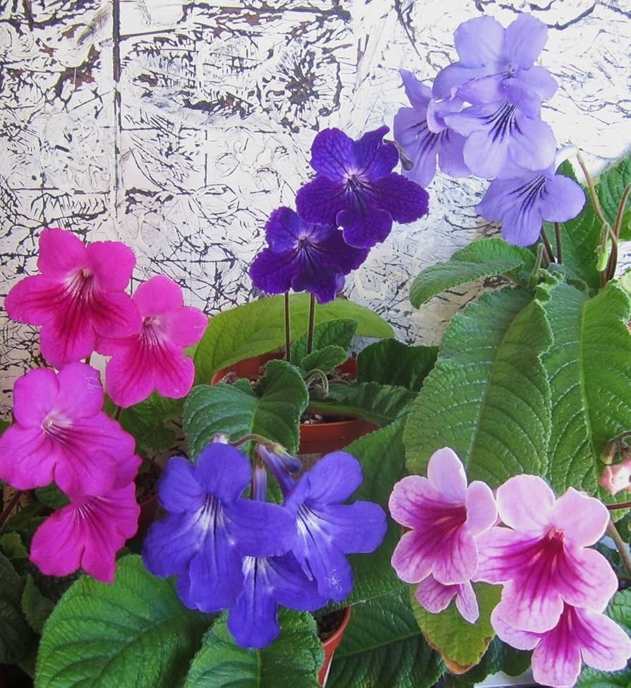 Italy Cape Schlüsselblume Streptocarpus spp Blumensamen zur Aussaat für Innenräume Garten und Containers