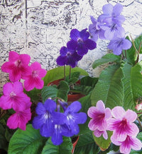 Italy Cape Schlüsselblume Streptocarpus spp Blumensamen zur Aussaat für Innenräume Garten und Containers