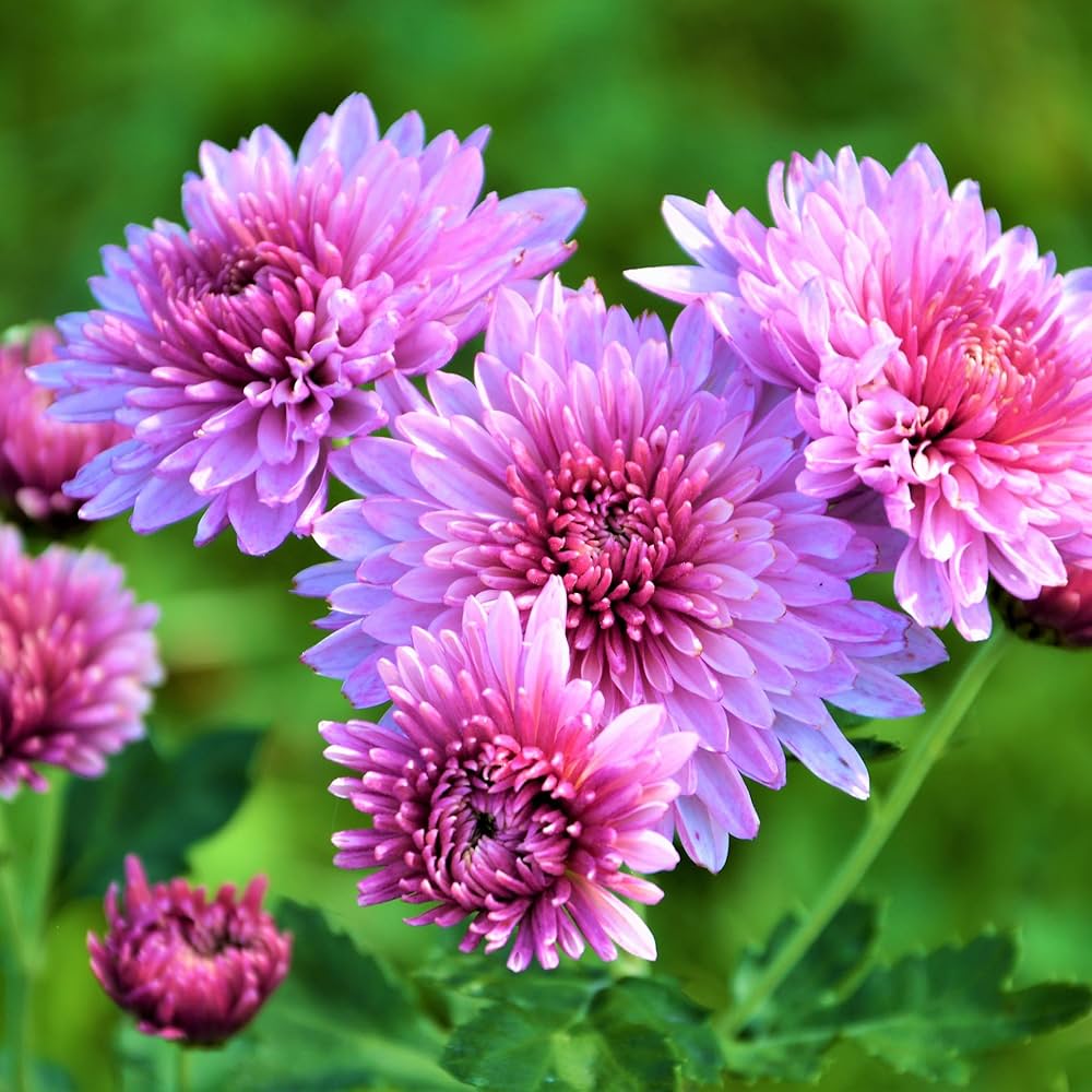 Chrysanthemum blume samen for vibrant fall anpflanzung