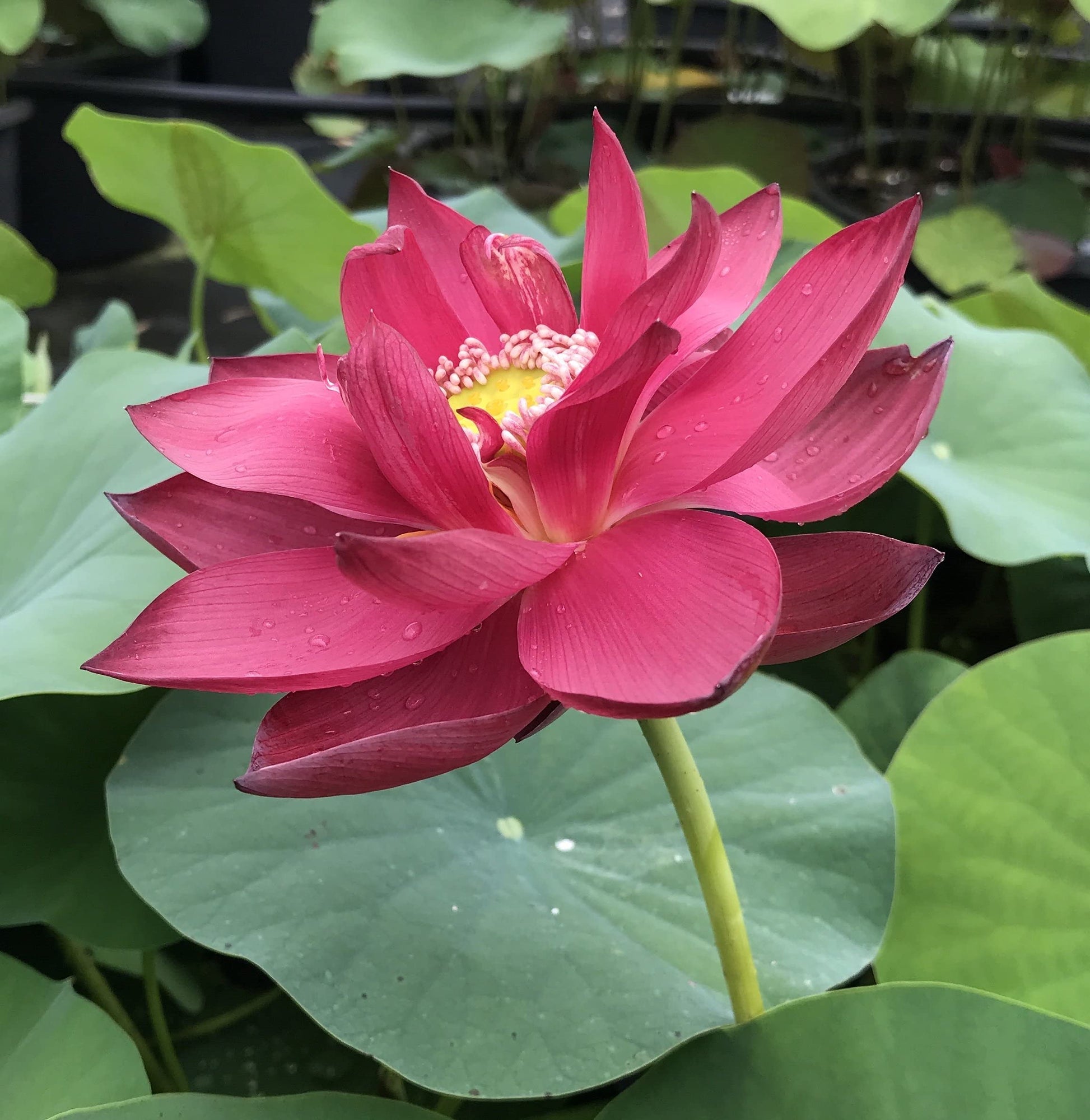 Rot tropisch Water Lilie Samen – leuchtend Water Lilies Ponds und Water Gärten