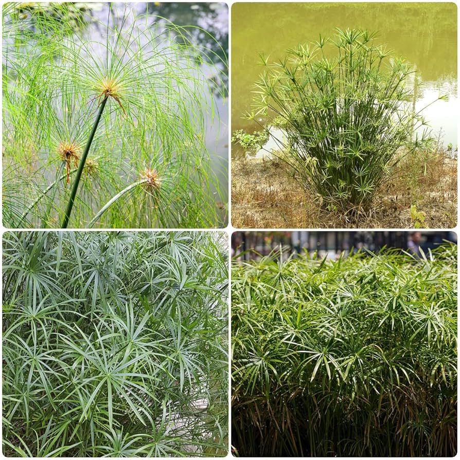 Egyptian Papyrus Blumensamen zur Aussaat – saisonal Dauerblüher – Traditionssorte & ohne Gentechnik Samen Hausgarten