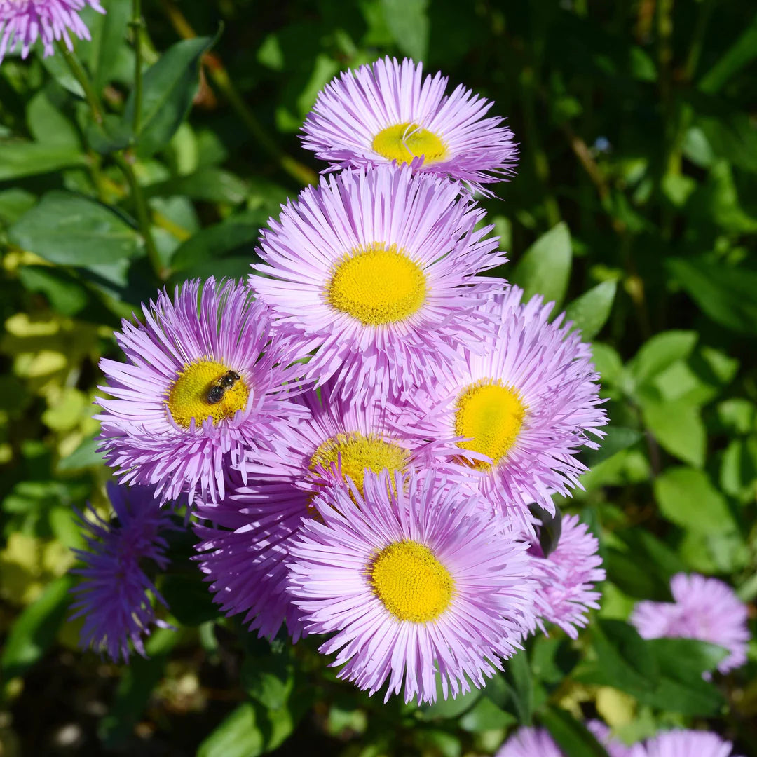 Lavendel Erigeron Blumensamen zur Aussaat – Drought verträglich – Traditionssorte & ohne Gentechnik Samen Hausgarten