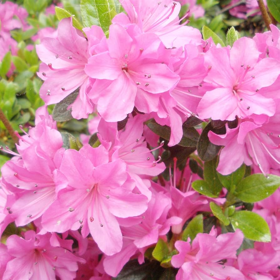 Japanese Azalee Rhododendron indicum Bonsai Blumensamen zur Aussaat Container Garten