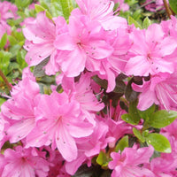 Japanese Azalee Rhododendron indicum Bonsai Blumensamen zur Aussaat Container Garten