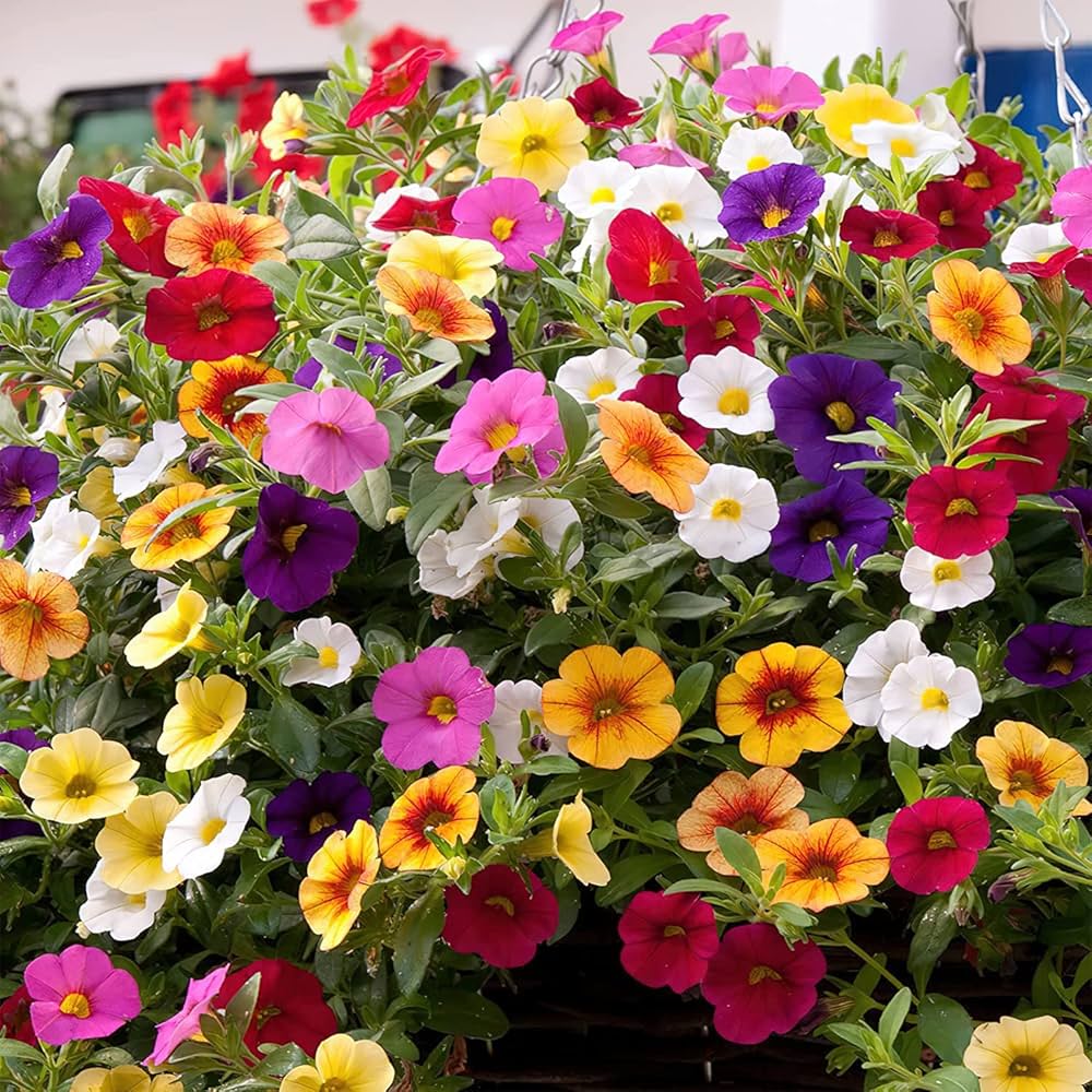 Petunie Petunie spp. Samen zur Aussaat Blume Beet und Garten House