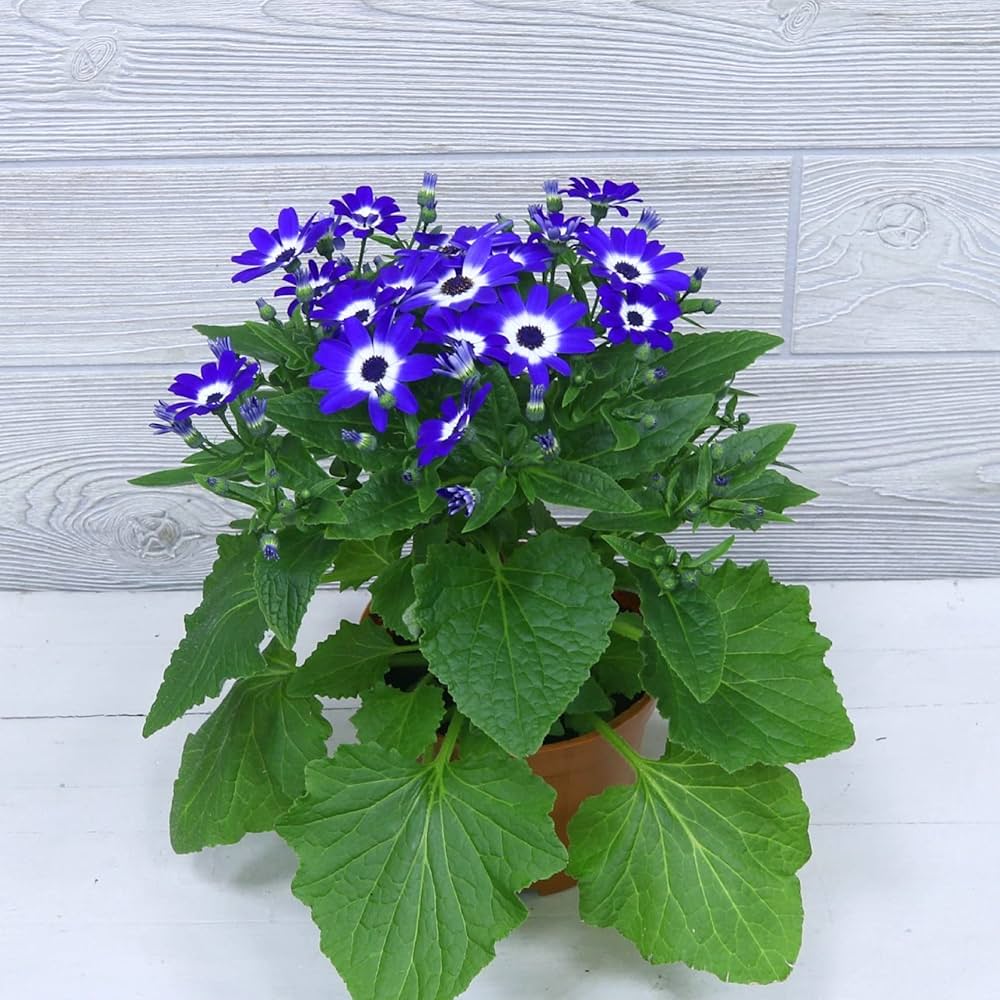 Blau Daisy Cineraria Samen zur Aussaat Blume Beet Hausgarten