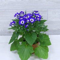 Blau Daisy Cineraria Samen zur Aussaat Blume Beet Hausgarten