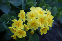 Clear Schlüsselblume Samen Gelb Blumen