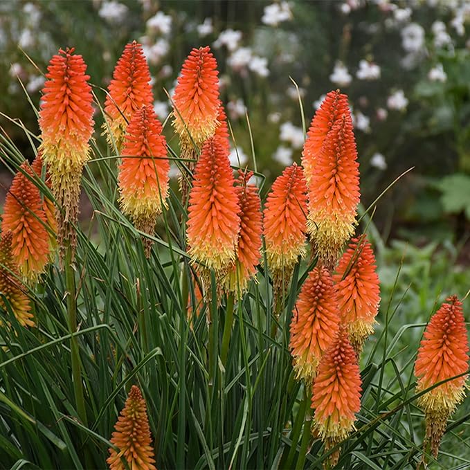 Torch Lilie Rot Hot Poker Samen leuchtend Garten Blüten