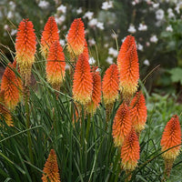 Torch Lilie Rot Hot Poker Samen leuchtend Garten Blüten