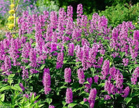 Catmint Blau Blumensamen zur Aussaat