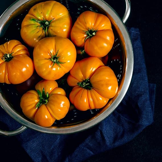 Orange tomato solanum lycopersicum für aussaat in gemüse patch