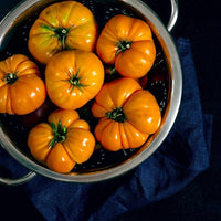 Orange tomato solanum lycopersicum für aussaat in gemüse patch