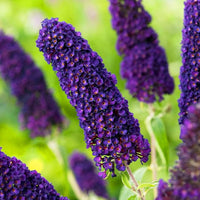 Buddleia buddleja davidii samen for anpflanzung in butterfly garten