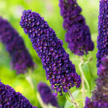 Buddleia buddleja davidii samen for anpflanzung in butterfly garten