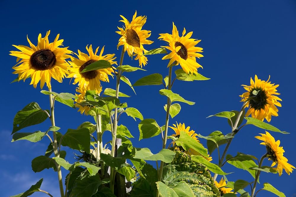 Hopi/Common Sonnt Helianthus annuus Samen zur Aussaat Blume Beet