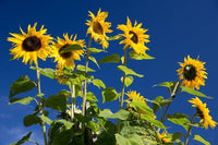 Hopi/Common Sonnt Helianthus annuus Samen zur Aussaat Blume Beet