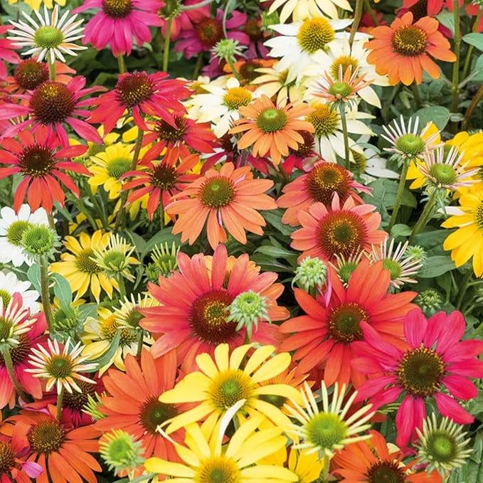 Firebird Coneflower Echinacea purpurea Samen zur Aussaat Blume Beet