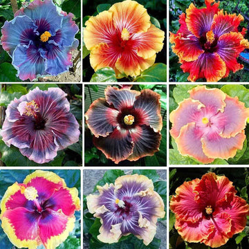 MultiColored Hibiskus Blumensamen zur Aussaat sonnenliebend Traditionssorte & ohne Gentechnik Samen Hausgarten