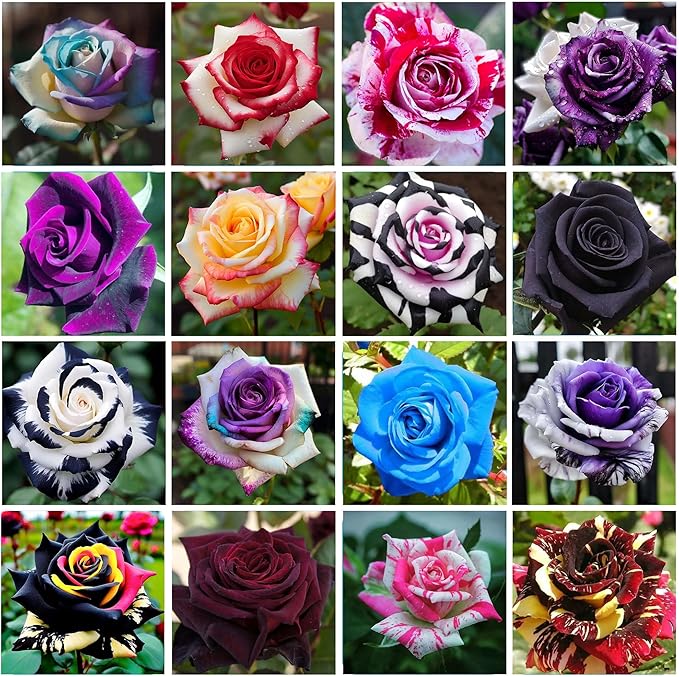 Holland rainbow rose rosa spp for anpflanzung in blume bed
