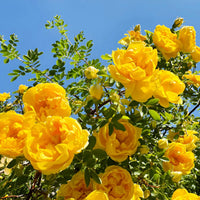 tief Gelb Rose Blumensamen zur Aussaat – Schnitt Blume beliebt – Traditionssorte & ohne Gentechnik Samen Hausgarten