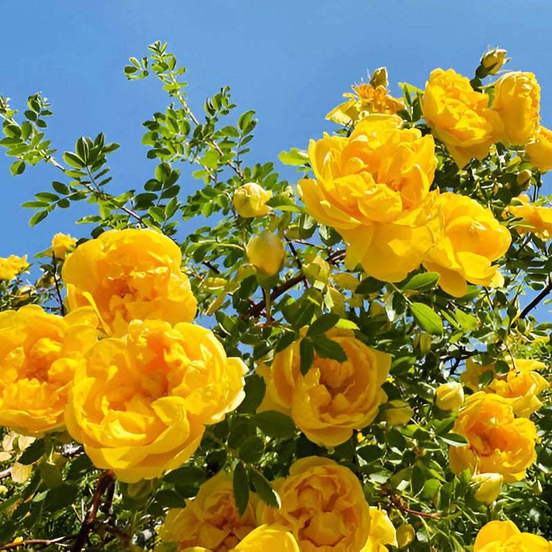 tief Gelb Rose Blumensamen zur Aussaat – Schnitt Blume beliebt – Traditionssorte & ohne Gentechnik Samen Hausgarten