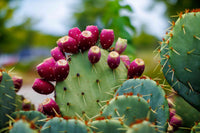 Prickly Pear Cactus Plant  Samen für einfaches Anpflanzen