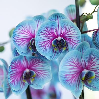 Rosa Blau Orchidee Blumensamen zur Aussaat – leuchtend Traditionssorte & ohne Gentechnik Samen