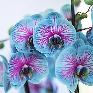 Phalaenopsis orchid samen for vibrant orchids