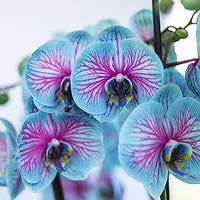 Phalaenopsis orchid samen for vibrant orchids