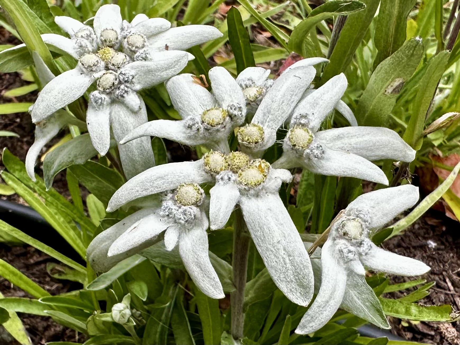 Weiß Edelweiss Alpine Blumensamen zur Aussaat saisonal Dauerblüher Traditionssorte & ohne Gentechnik Samen Hausgarten