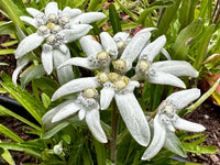 Weiß Edelweiss Alpine Blumensamen zur Aussaat saisonal Dauerblüher Traditionssorte & ohne Gentechnik Samen Hausgarten