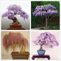 Wisteria bonsai blume samen for cascading blooms