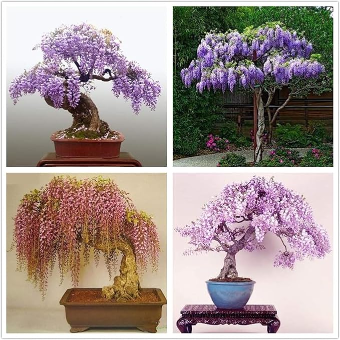 Wisteria bonsai blume samen for cascading blooms