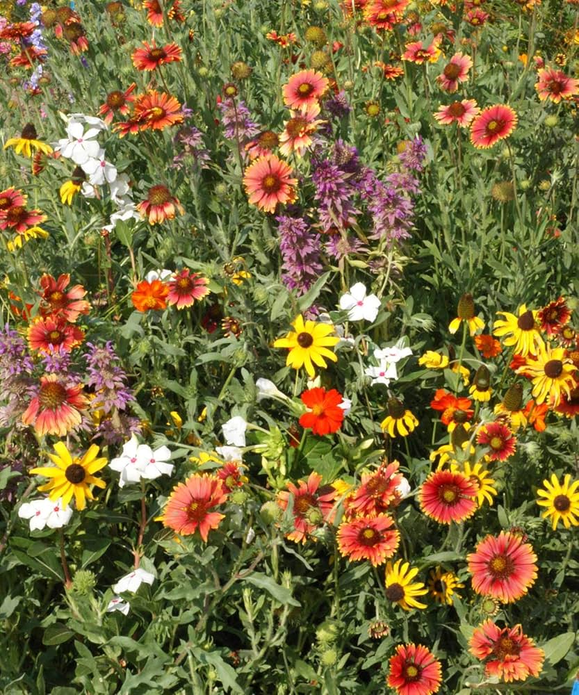 Florida & Gulf Coast Wildblume Mischung Samen Garten und Wildlife Habitat