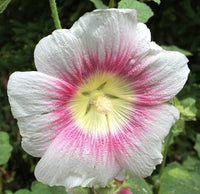 Halo Samen Rosa-Blumensamen zum Pflanzen und Gärtnern