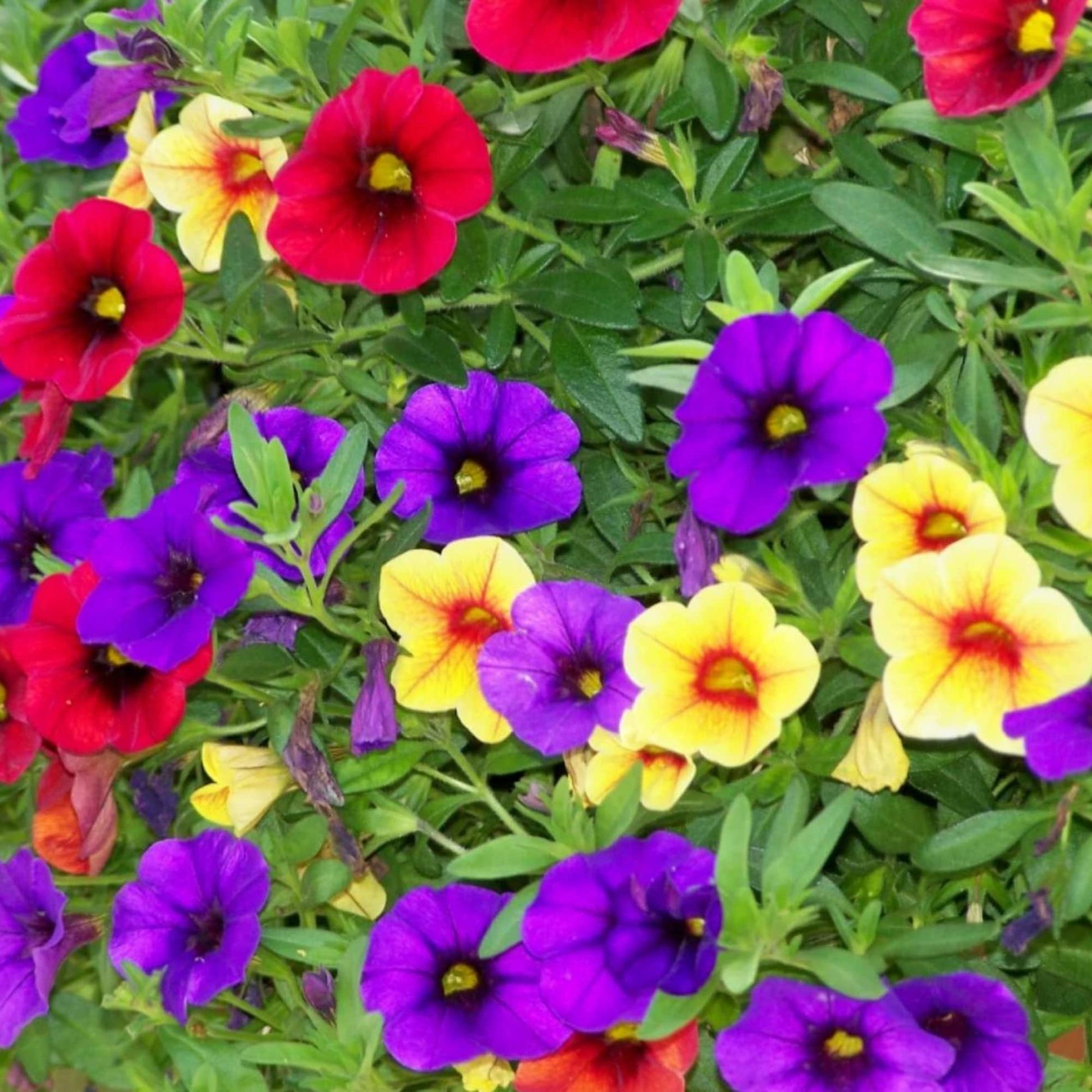 Calibrachoa Blumensamen zur Aussaat Calibrachoa Parviflora hängend basket Blume Beet