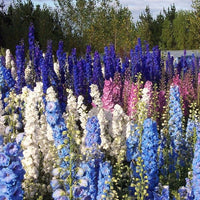 Forking larkspur king salmon samen for tall, beautiful blumen