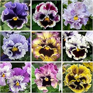 Viola arvensis field pansy samen for wildflower beauty