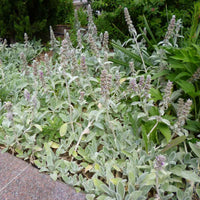 Stachys blume samen for anpflanzung - garten favorite, heirloom & gmo free samen for home garten
 
 sale samen for anpflanzung in home garten