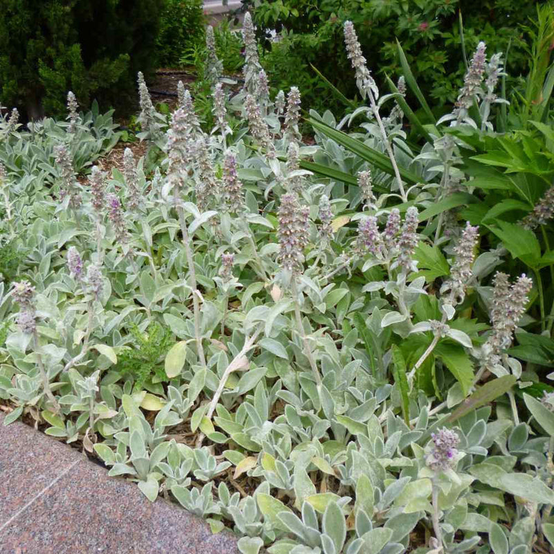 Stachys blume samen for anpflanzung - garten favorite, heirloom & gmo free samen for home garten
 
 sale samen for anpflanzung in home garten