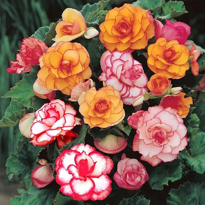 Gemischt Begonie Samen Haus or Balcony Garten