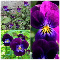 Henry Veilchen Veilchen x wittrockiana Blumensamen zur Aussaat Blume Beet und Container Garten