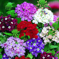 Mixed verbena blume samen for anpflanzung - fragrant blossoms, heirloom & gmo free samen for home garten
 
 sale for anpflanzung in home garten.