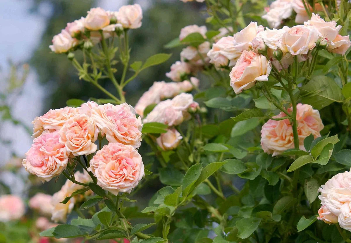 Creme kletternd Rose Blumensamen zur Aussaat farbenfroh Schau Traditionssorte & ohne Gentechnik Samen Hausgarten