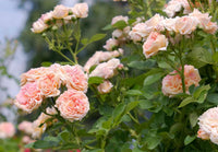 Creme kletternd Rose Blumensamen zur Aussaat farbenfroh Schau Traditionssorte & ohne Gentechnik Samen Hausgarten
