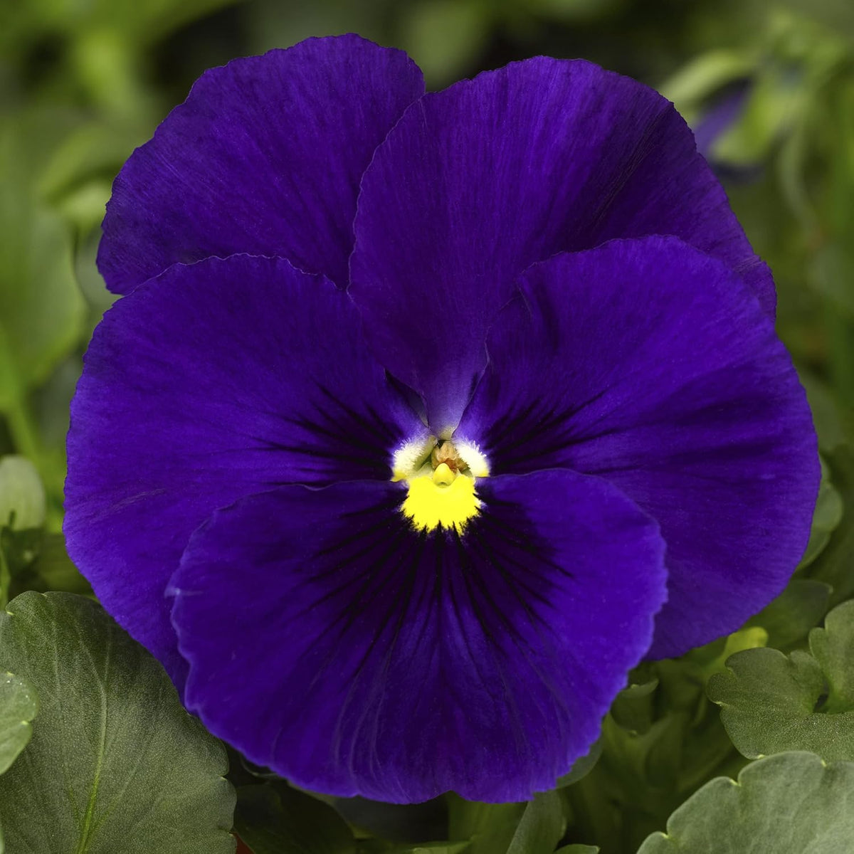 Deepblue pansy blume samen for anpflanzung - fragrant blossoms, heirloom & gmo free samen for home garten
 
 sale samen for home garten