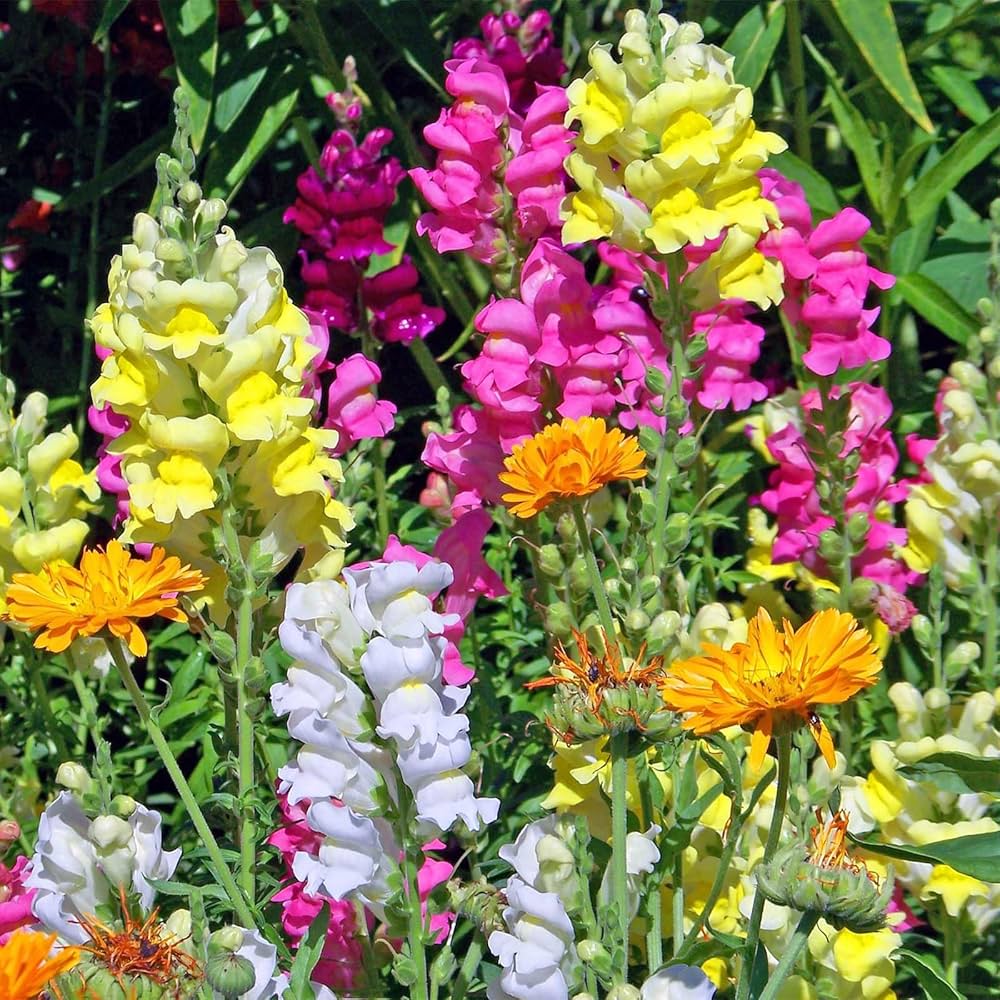 Antirrhinum Blumensamen zur Aussaat leuchtend Blüten Traditionssorte & ohne Gentechnik Samen Hausgarten