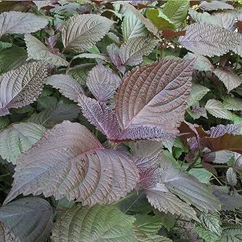 Lila Perilla Blumensamen zur Aussaat – Landhaus Garten wichtig – Traditionssorte & ohne Gentechnik Samen Hausgarten
