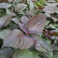 Lila Perilla Blumensamen zur Aussaat – Landhaus Garten wichtig – Traditionssorte & ohne Gentechnik Samen Hausgarten